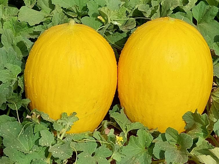 melon