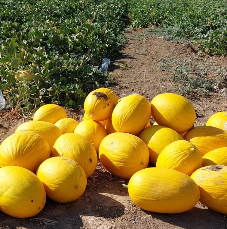 melon