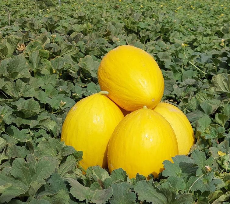 melon