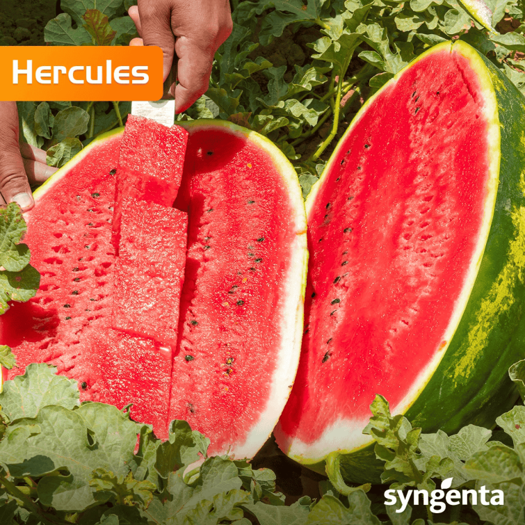 watermelon