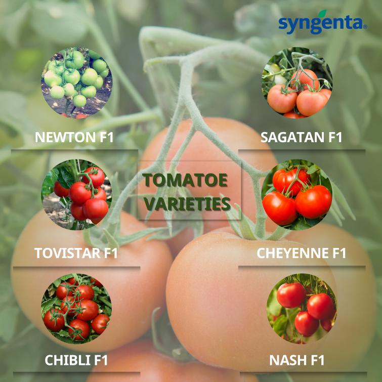 Tomatos | Syngenta Vegetable Seeds Zimbabwe