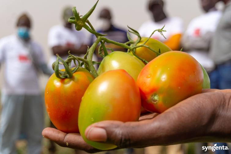 【tomato】 Tomatos | Syngenta Vegetable Seeds Zimbabwe
