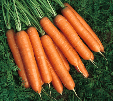 carrot