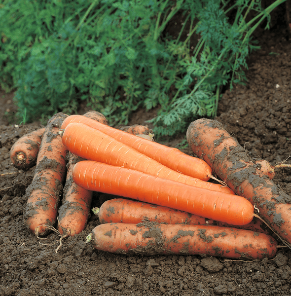 carrot