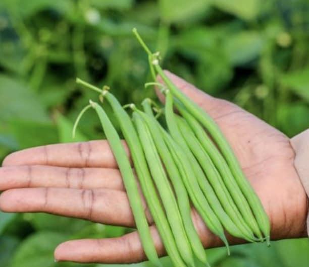 beans