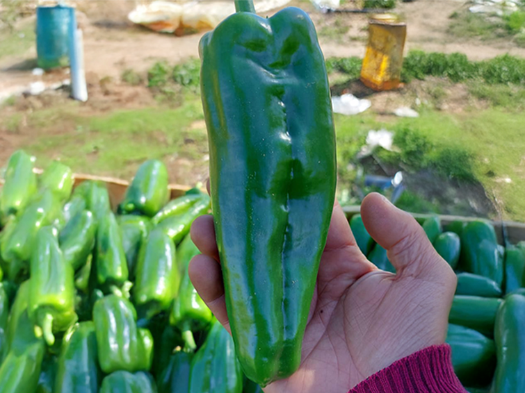 pepper