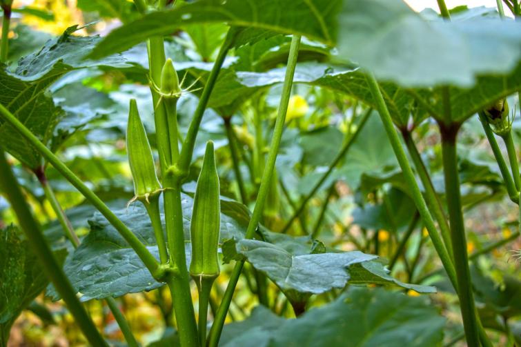 okra