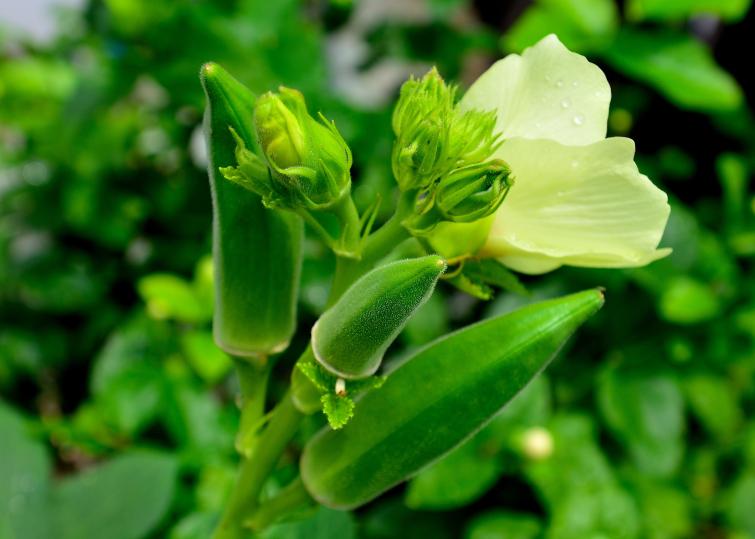 okra