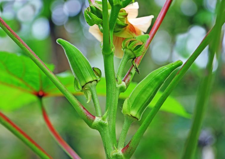okra