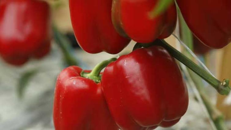 pepper