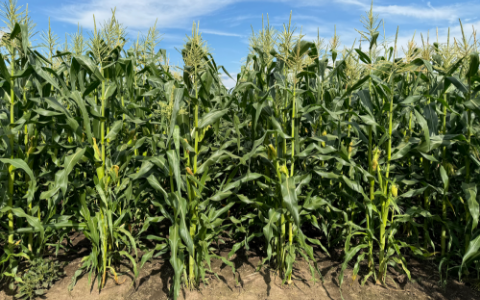 two column corn image