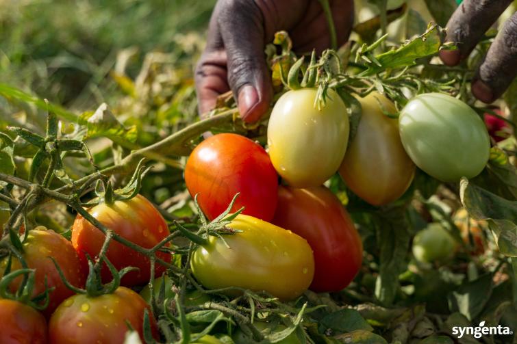 tomato
