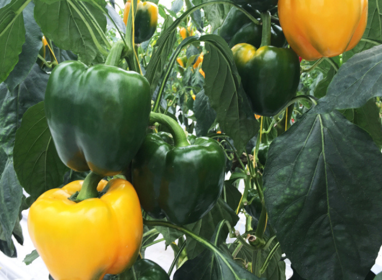 pepper
