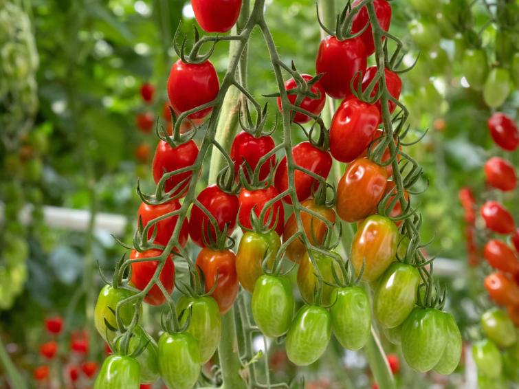 Prodelle Varietà Pomodori Resistenti al ToBRFV Syngenta