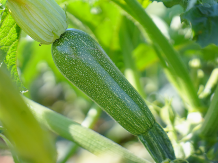 Green zucchini growing on the plant in sunlight