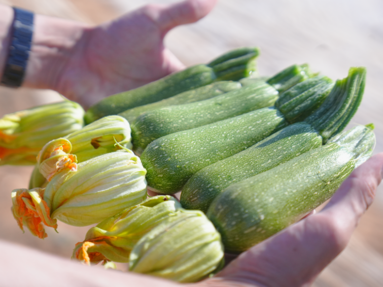 Hands holding fresh green zucchini and zucchini blossoms