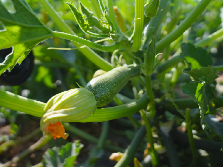 Yellow squash blossom and bud on a green vine in a garden