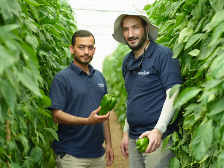 Two men in navy shirts holding cucumbers in a greenhouse aisle
