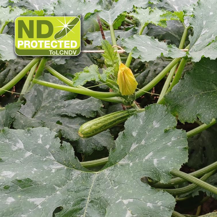 SRME23-3672 ND è la NOVITA’ resistente al ToLCNDV nel segmento screziato - Linea zucchino