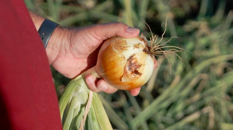 Hand holding a yellow onion above green onion plants in a garden