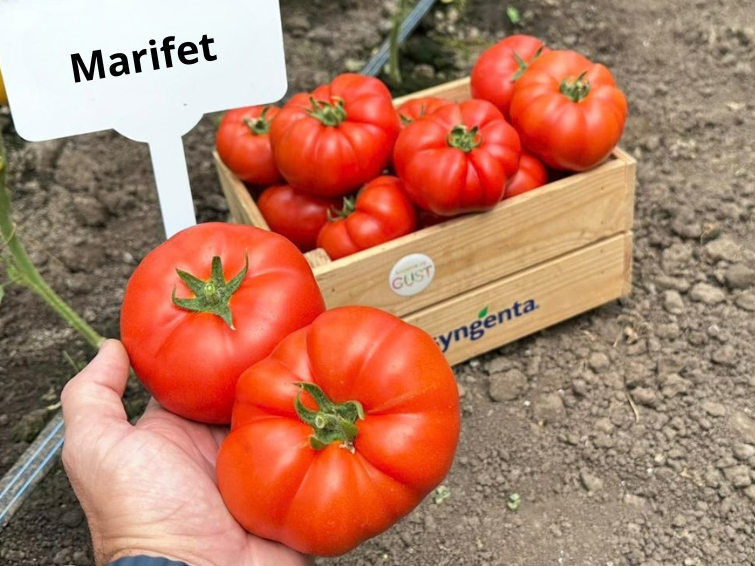 Marifet_extratimpurie_tswv