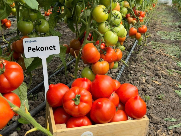Pekonet_tomate mucron si TSWV_extratimpurie
