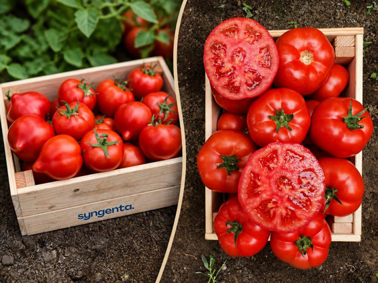 Crates of red tomatoes, including sliced tomatoes, on a rustic surface