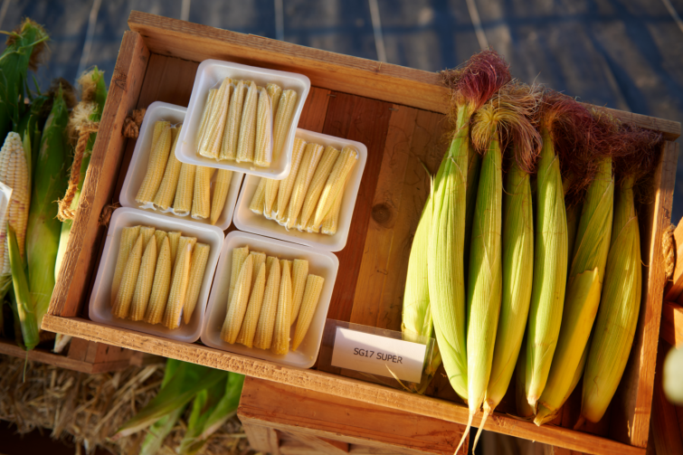 Crate with corn cobs and boxed corn sticks at a market stall