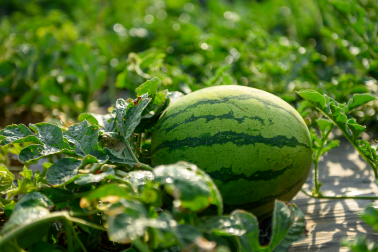 Watermelon growing on a vine in a sunlit garden