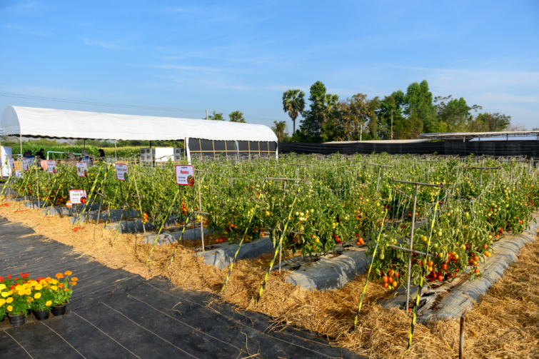 Vegetable garden plots with trellises and flowers under a clear blue sky