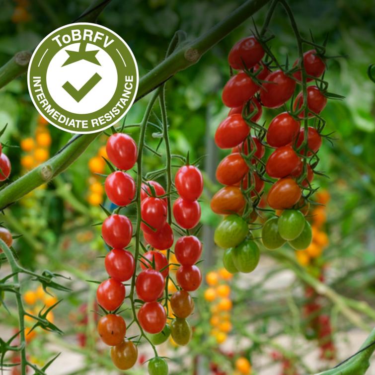 ADORELLE Pomodori Resistenti al ToBRFV Syngenta