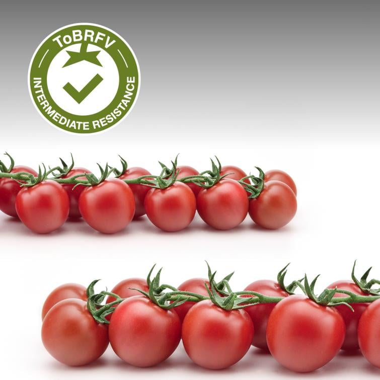 AMLETO  Pomodori Resistenti al ToBRFV Syngenta
