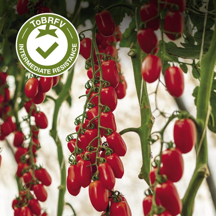 CORDIALITTO TIPM24-6019 Pomodori Resistenti al ToBRFV Syngenta