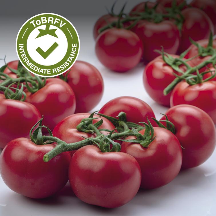 MYRADOR Pomodori Resistenti al ToBRFV Syngenta