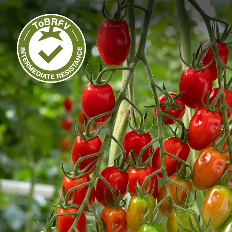 PRODELLE Pomodori Resistenti al ToBRFV Syngenta