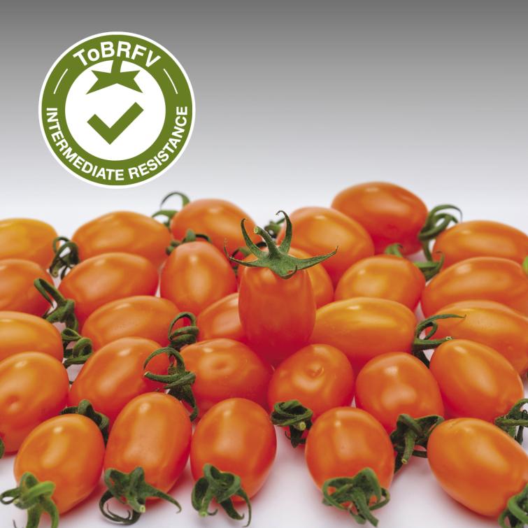 TATOO Pomodori Resistenti al ToBRFV Syngenta
