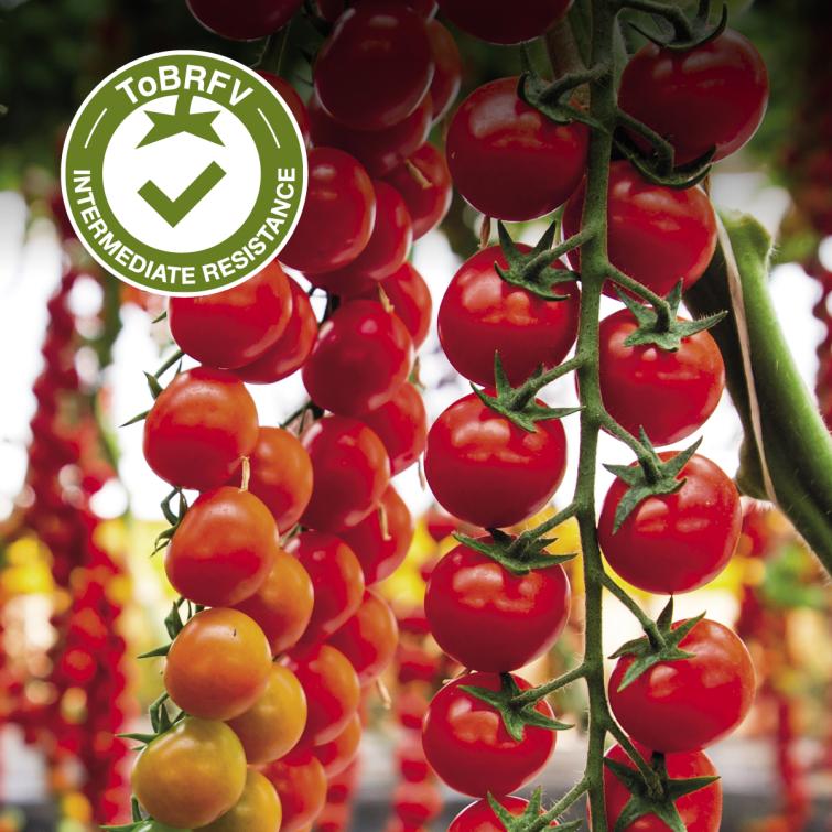 TIPM25-3386 Pomodori Resistenti al ToBRFV Syngenta