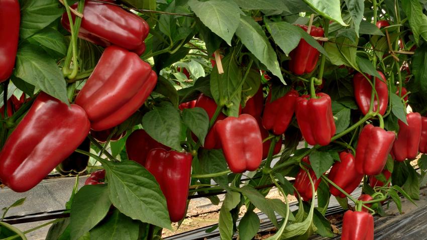 Graciosa Syngenta Semillas De Vegetales Argentina Graciosa Syngenta Semillas De Vegetales Argentina