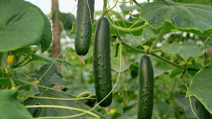 Komkommers, Iznik F1 - Cucumis sativus - De Hobbytuinder.nl