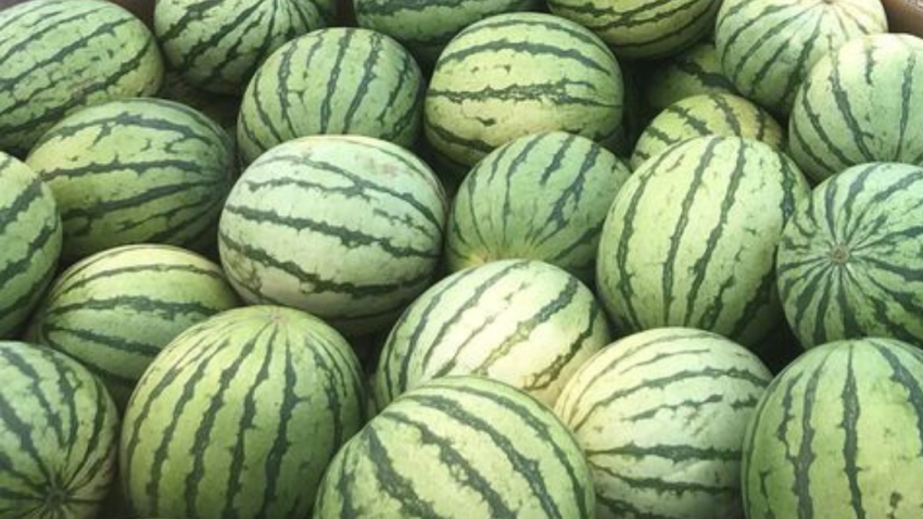 Crafting Watermelons that Maintain High Yield Potential and Meet ...