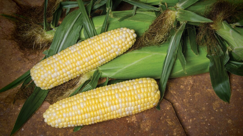 What's the Sweetest: Bicolor, Yellow, or White Sweetcorn? | Syngenta ...