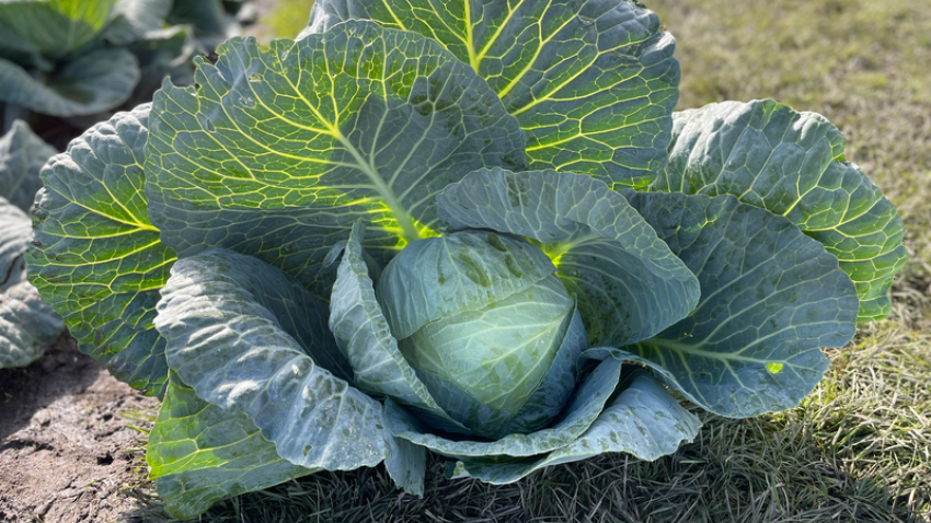 semence BRASSICA  2.3 kg