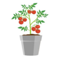 Tomato Plant 120X120