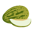 ToLCNDV Resistant Melon Breeding