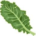 cropicons_kalecropicons_endive_120x120_drupal.jpg