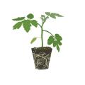 Rootstock_icon