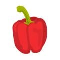 PortafolioPimentos-Pimiento