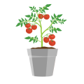 Tomate