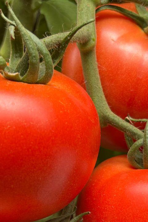 Tomato Bulgaria Homepage