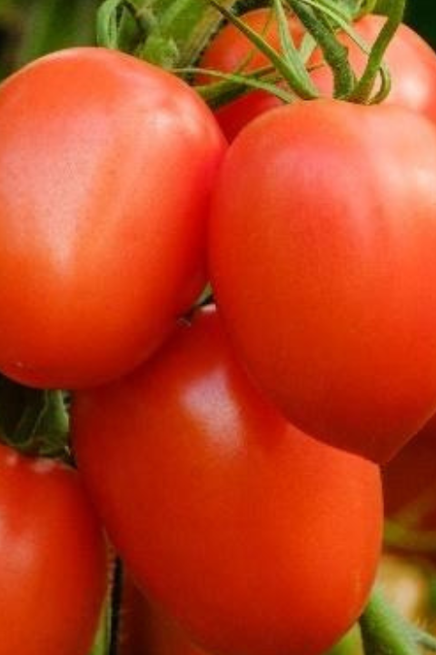 Cluster of ripe red tomatoes hanging on the vine among green leaves